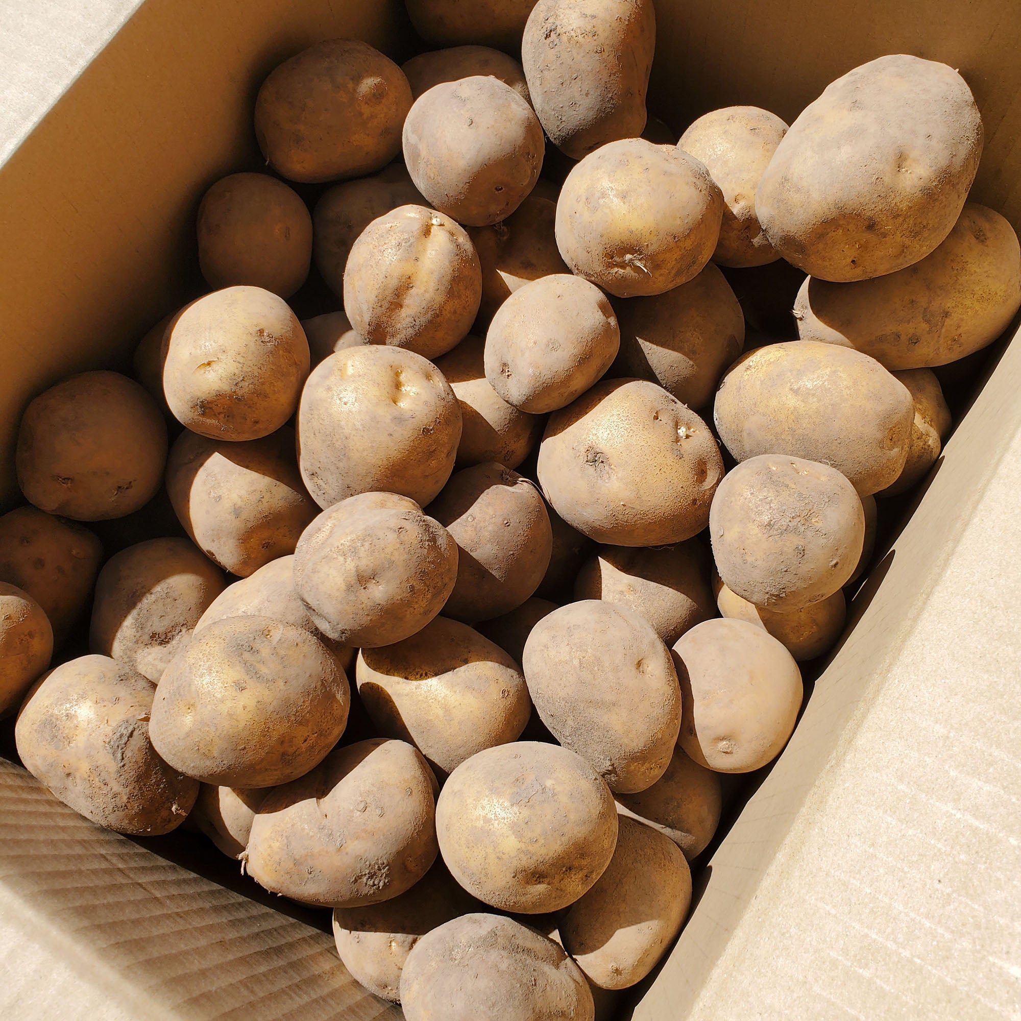 ジャガイモ（とうや）５kg～　–　無肥料・無農薬/自然栽培　にちげつ堂